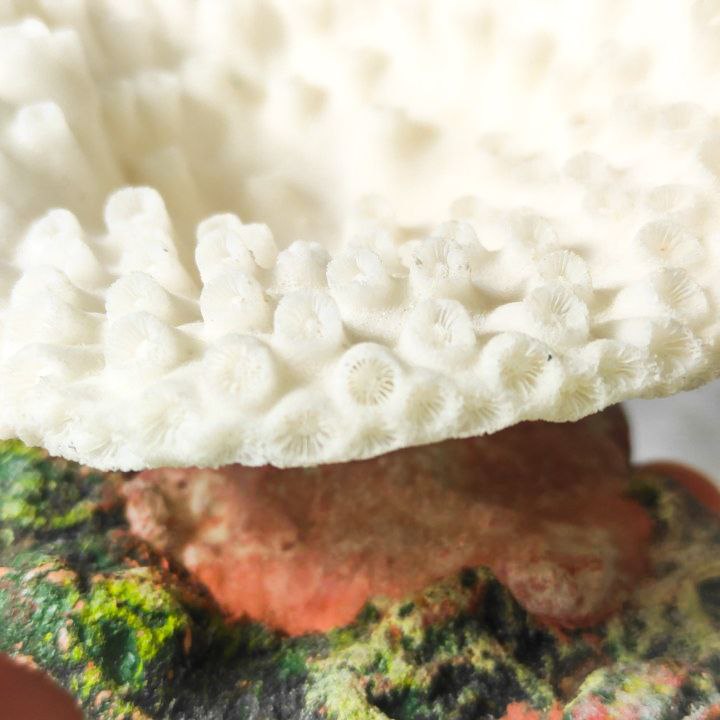 Coral Blanco Artificial