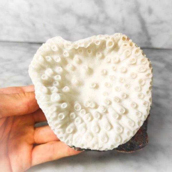 Coral Blanco Artificial