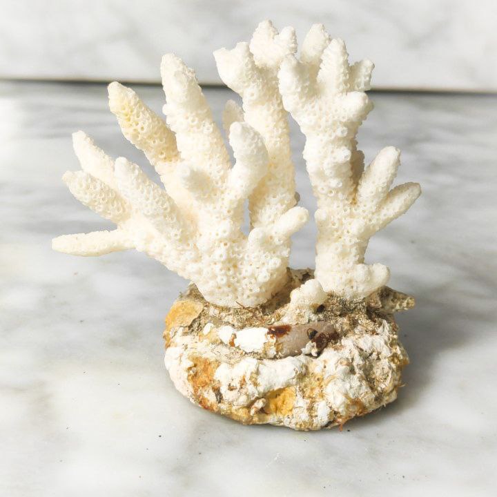 Coral Blanco Artificial