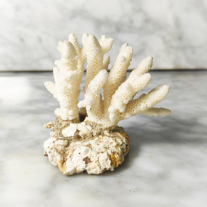 Coral Blanco Artificial