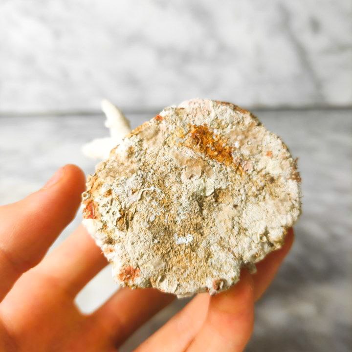 Coral Blanco Artificial