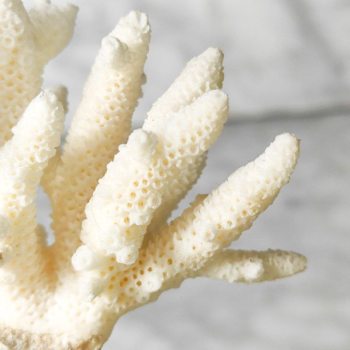 Coral Blanco Artificial