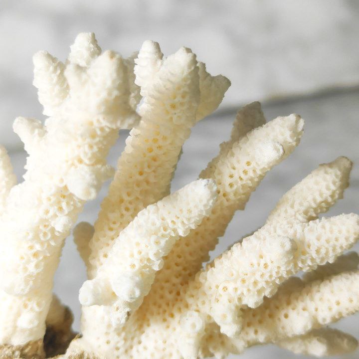 Coral Blanco Artificial