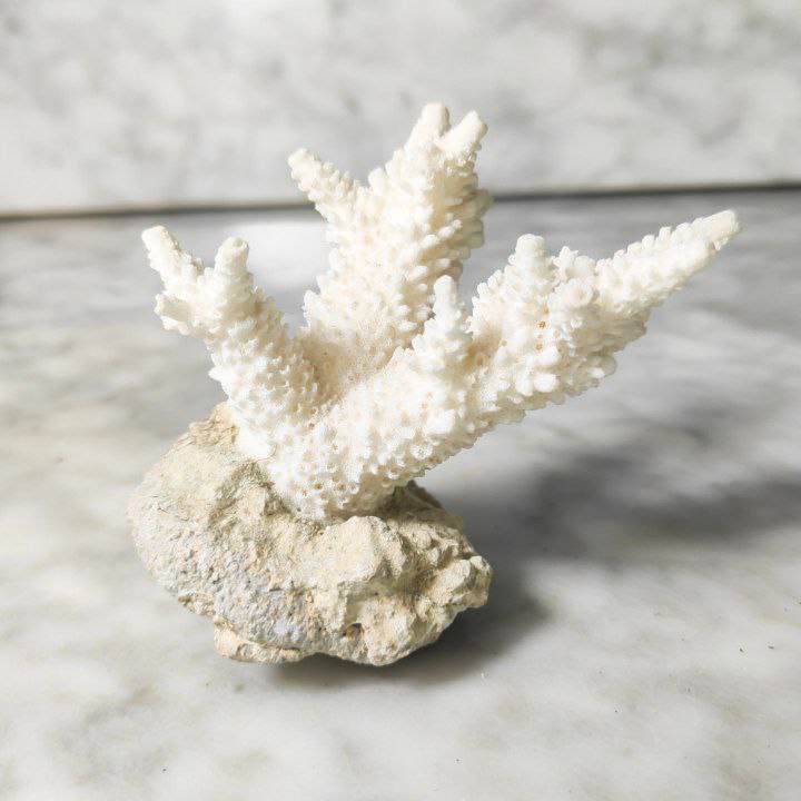Coral Blanco Artificial