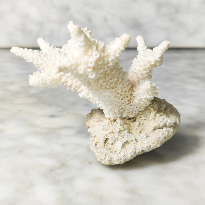 Coral Blanco Artificial