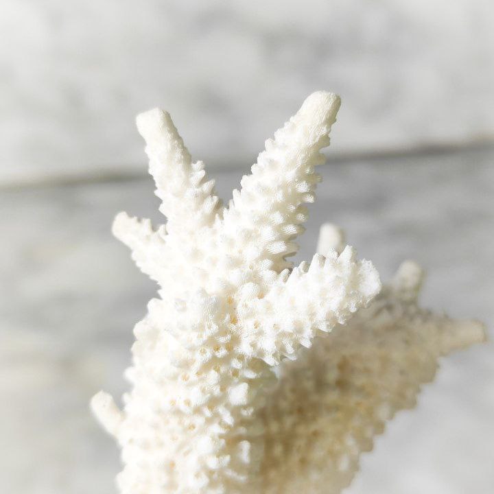 Coral Blanco Artificial
