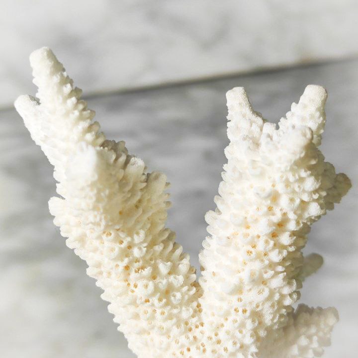 Coral Blanco Artificial