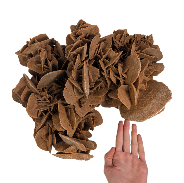 Gigante Rosa del desierto calidad Museo, peso de 10kg